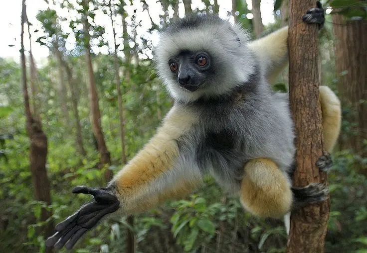 Andasibe Rainforest — Lemurs & Culture · Andasibe