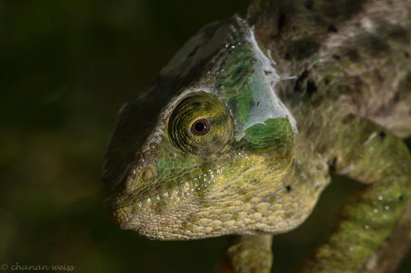 Andasibe Rainforest — Lemurs & Culture · Andasibe