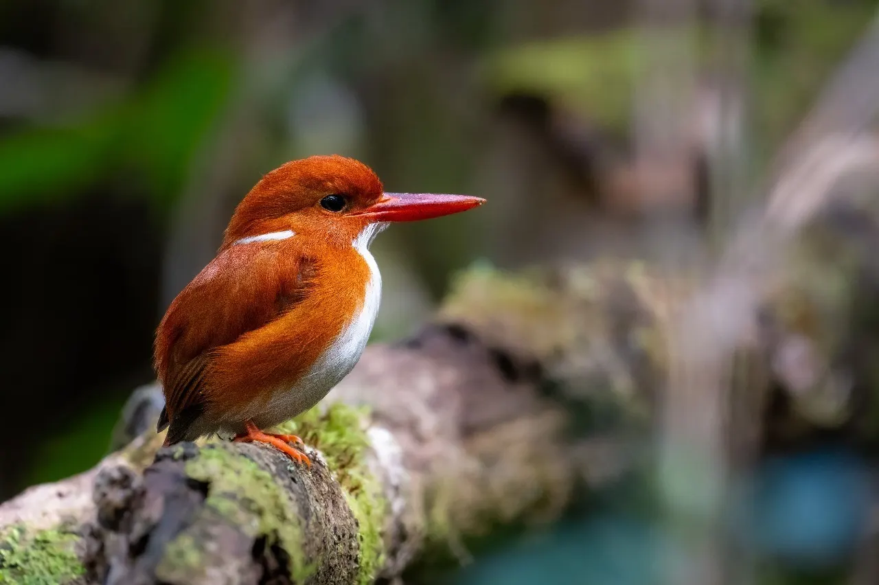Ultimate Birding & Photography — Masoala & Beyond