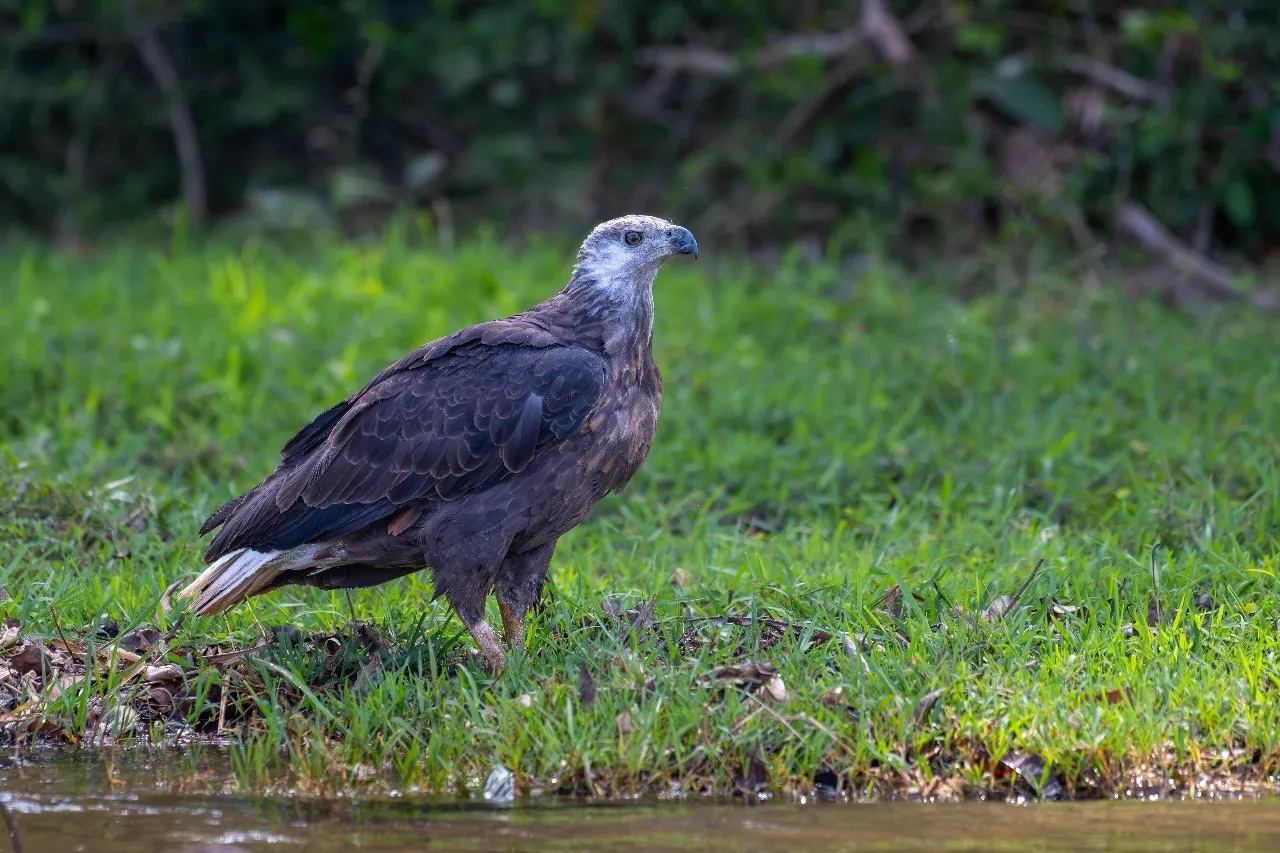 Ultimate Birding & Photography — Masoala & Beyond · Ankarafantsika · Masoala · Andasibe