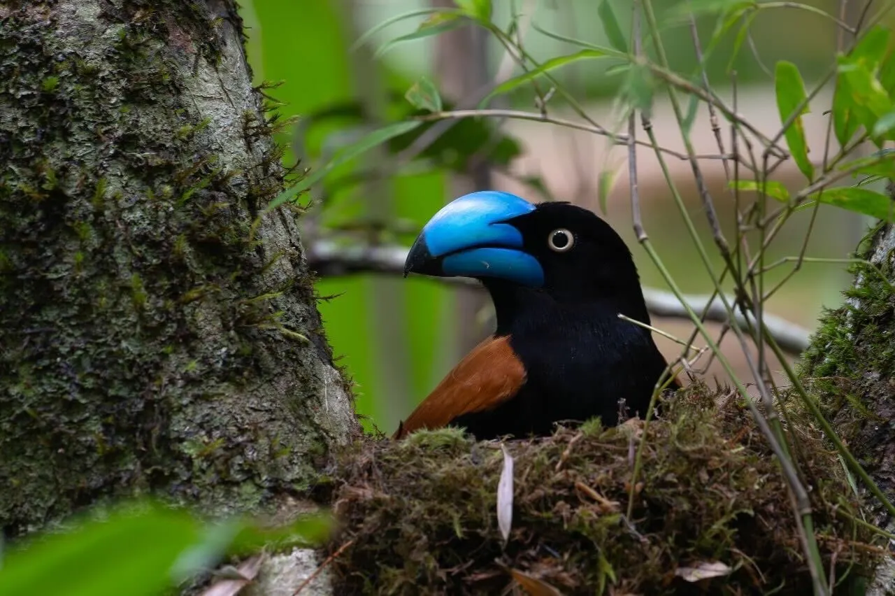 Immersive Birding & Photography Journey