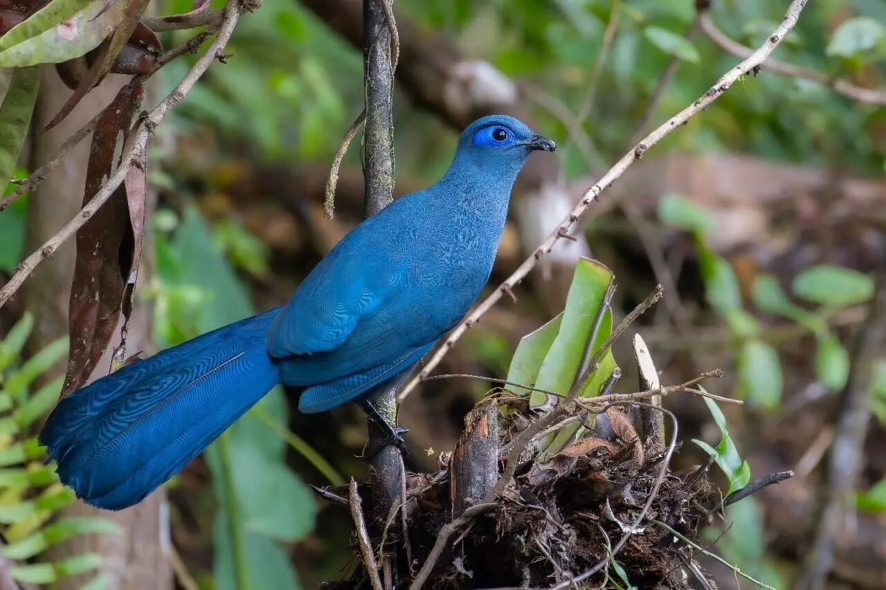 Immersive Birding & Photography Journey · Ifaty · Ranomafana · Ankarafantsika · Andasibe