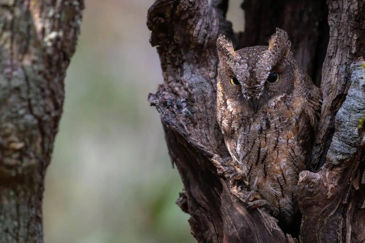 Immersive Birding & Photography Journey · Ifaty · Ranomafana · Ankarafantsika · Andasibe