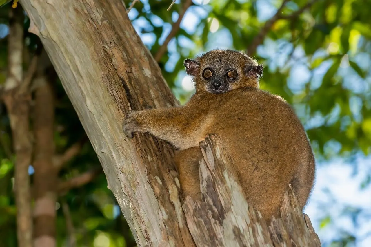 Discovery — Wildlife, Landscapes & Coast · Antsirabe · Ranomafana · Isalo · Ambatomilo · Andasibe