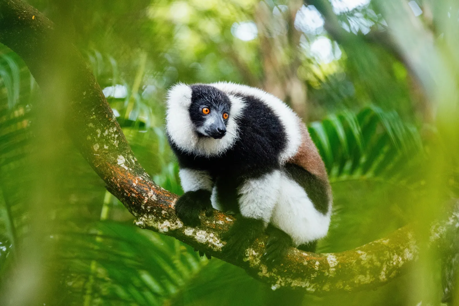Explorer — Baobab & Tsingy to Lemur Legends
