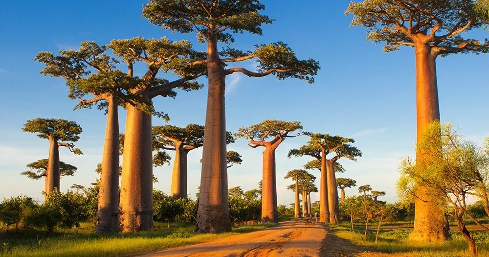 Luxury Escape — Private Charter & Exclusive Experiences · Bemaraha · Morondava · Isalo · Andasibe
