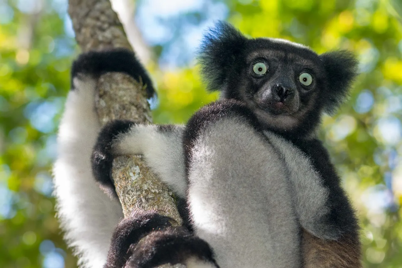 Luxury Escape — Private Charter & Exclusive Experiences · Bemaraha · Morondava · Isalo · Andasibe