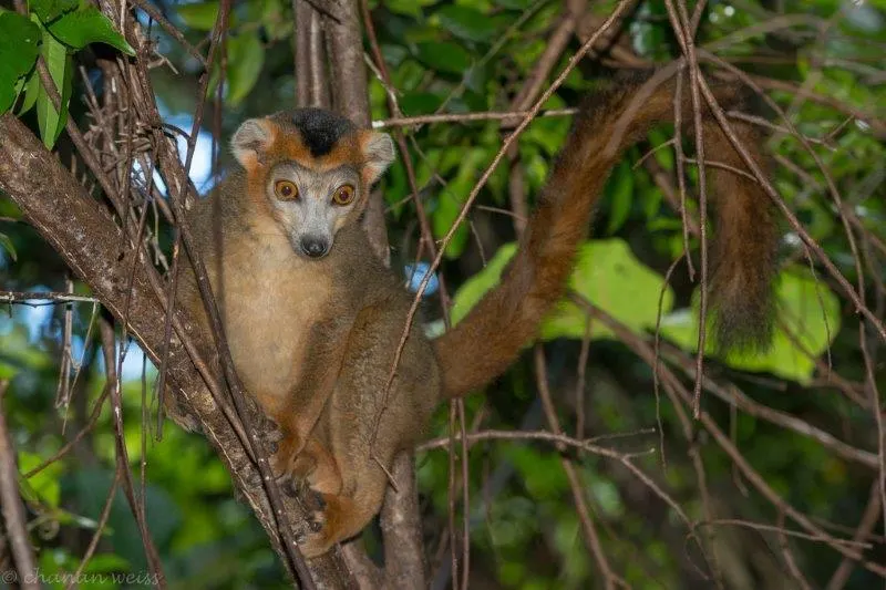 Northern Wonders — Lemurs, Tsingy & Islands · Diego Suarez · Montagne d'Ambre · Ankarana · Nosy Be