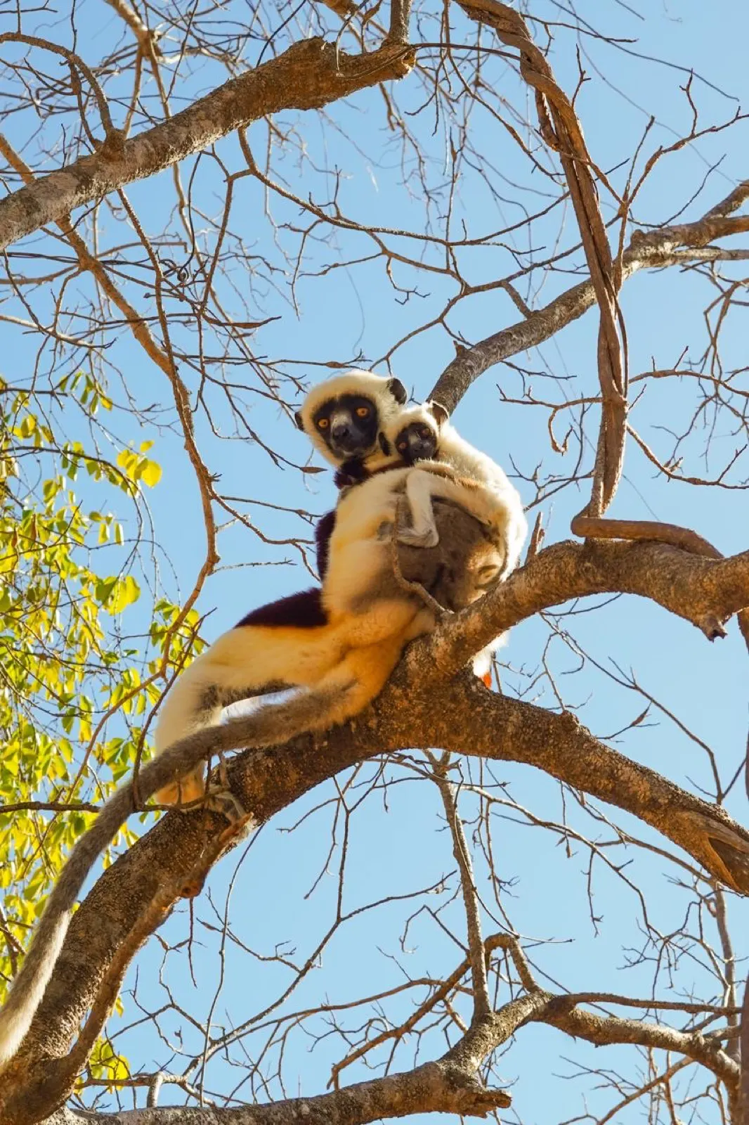 Madagascar Unveiled — Rivers, Baobabs & Wild Wonders · Tsiribihina · Bemaraha · Belo sur Mer · Salary · Isalo · Ranomafana