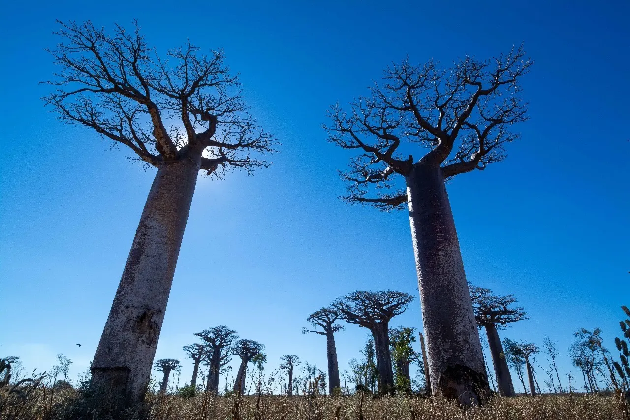 Wild West & Sainte-Marie — Tsiribihina, Baobabs & Whales · Tsiribihina · Bemaraha · Morondava · Sainte-Marie